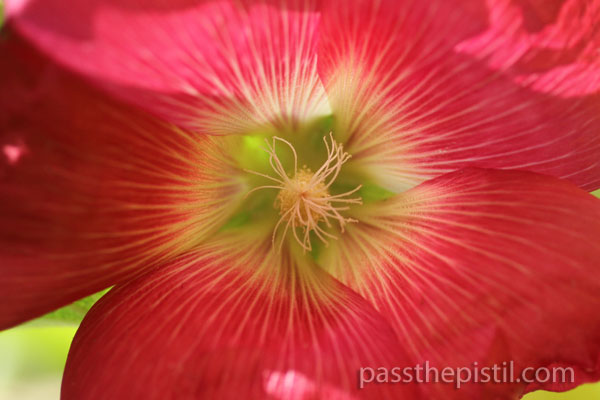 Alcea rosea