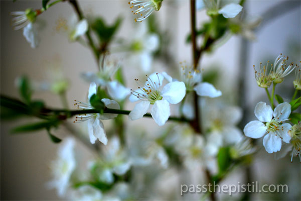 Plum Flowers