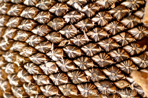 Sunflower-Seeds1