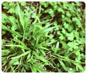Weeds