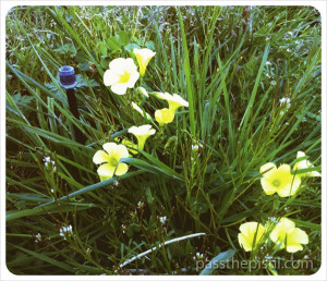 Noxious Weeds in the Veggie Beds!