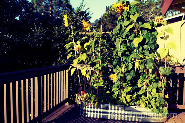 Late Summer Trough Garden