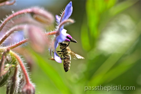 Borage and foraging honey bee