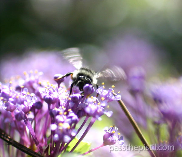 Pollinator Allure: Bumblebees & Native Plant Pollination