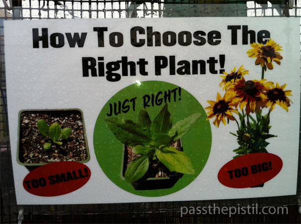 How to Choose The Right Plant