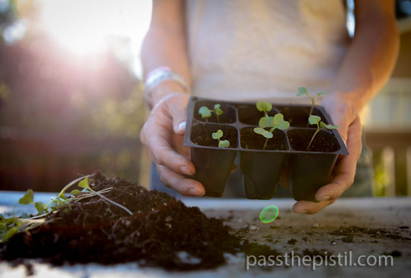 Tips for Growing and Transplanting Seedlings
