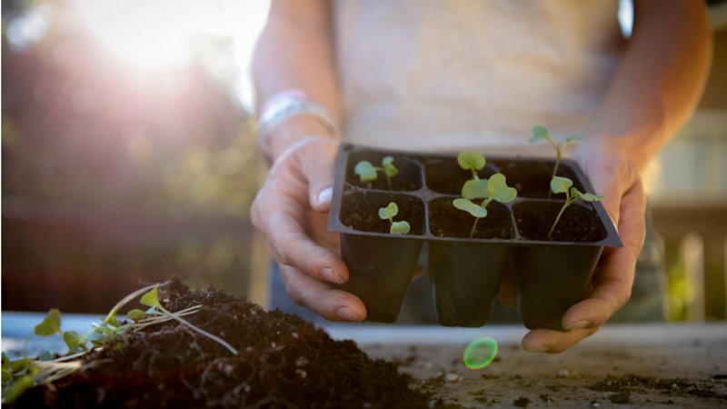 Transplanting Seedlings vs. Direct Sowing Seeds