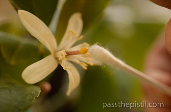 Plant Pick: Meyer Lemon & Hand Pollination