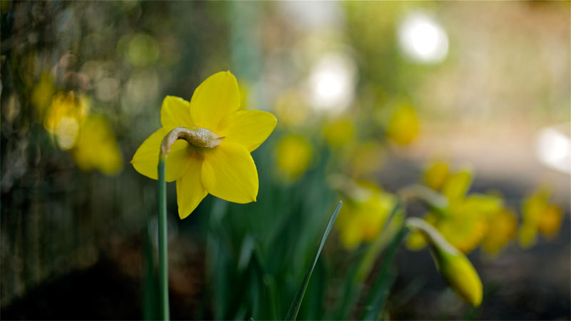 How to Care for Spring Bulbs Once They've Bloomed