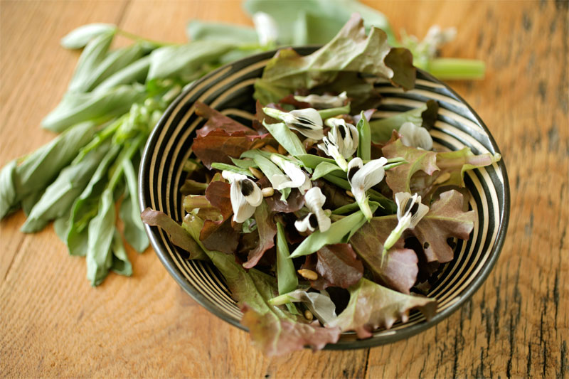 Salad with Fava Bean Flowers and Leaves