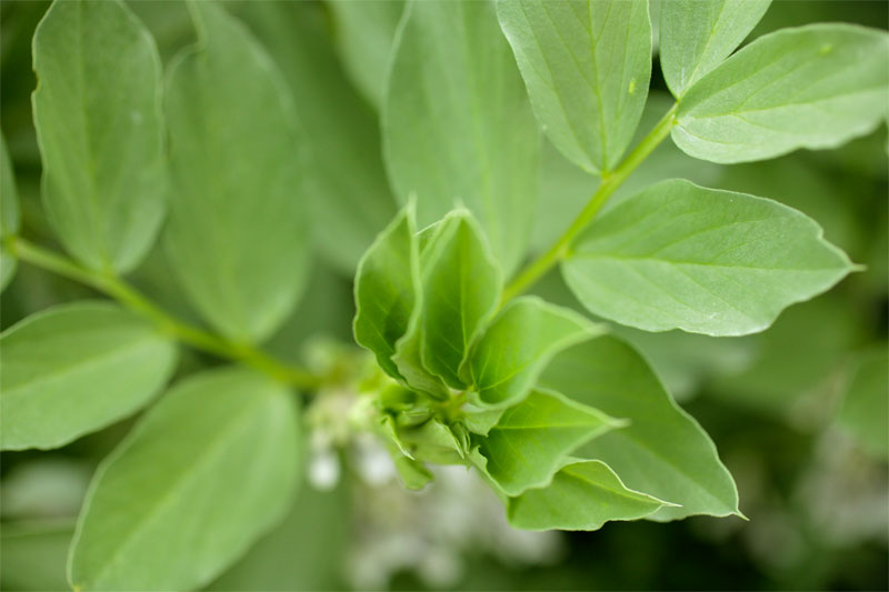 Tender upper leaves of a fava bean plant.