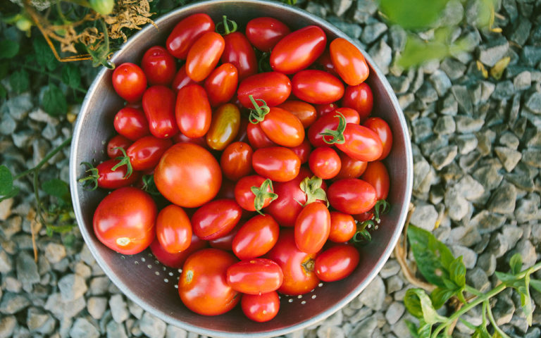 Planting Tomatoes | 10 Tips for Growing a Bumper Crop