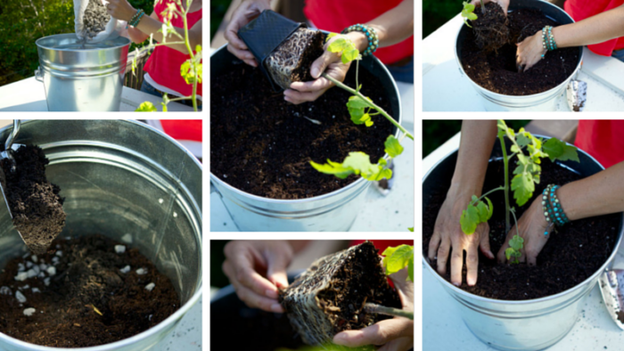 Planting Tomatoes 