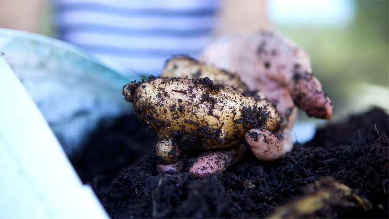 21 Genius Ideas For Growing Sacks Of Potatoes In Tiny Spaces