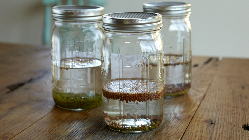 How to Grow Sprouts with DIY Sprouting Jars