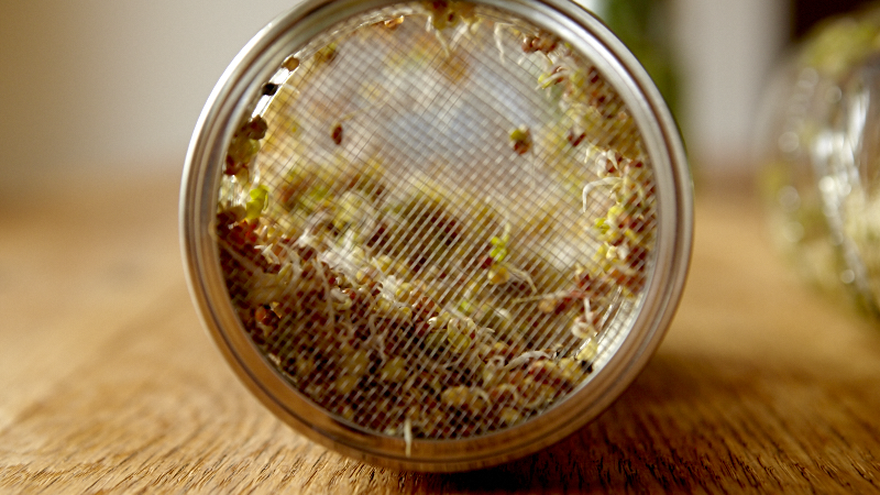 How to Grow Sprouts with DIY Sprouting Jars