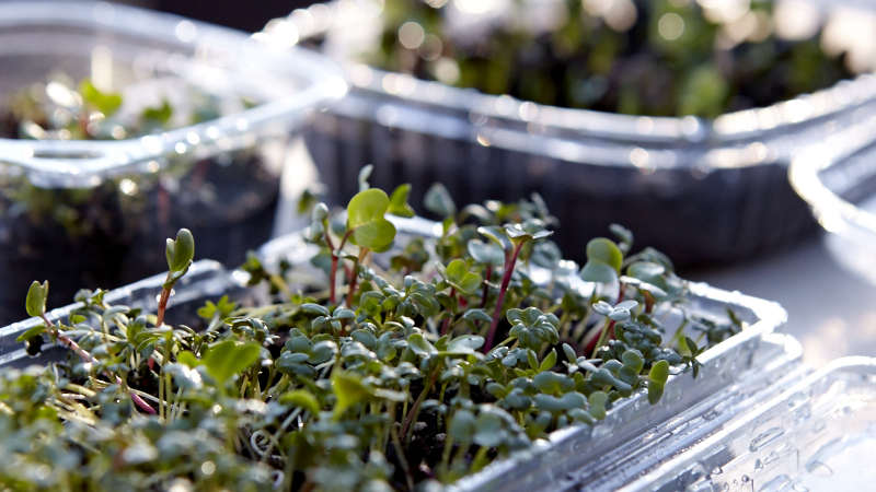 Grow Your Own Micro-Greens | DIY Gardening