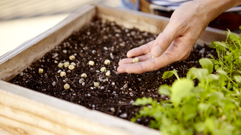 Grow Your Own Micro-Greens | DIY Gardening