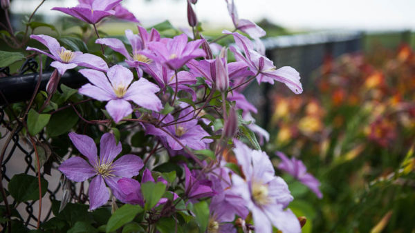 Plant Pick: Clematis - Pass the Pistil