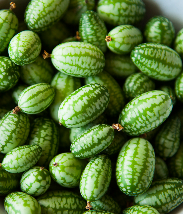 A Guide to Growing Cucamelons • Envii