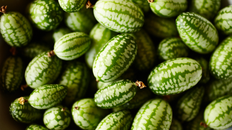 Grow Your Own Cucamelons