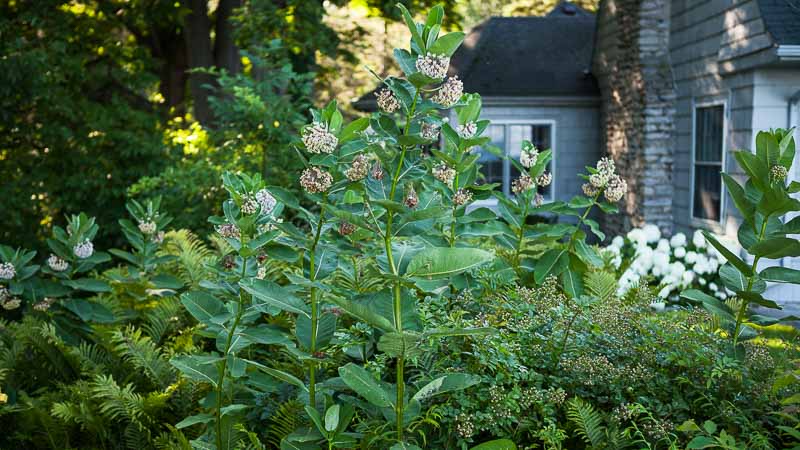 3 Steps Toward a Better Pollinator Garden