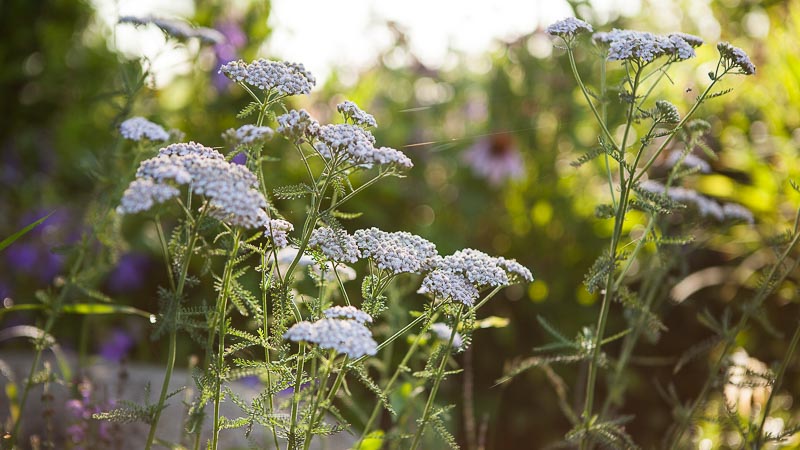 3 Steps Toward a Better Pollinator Garden