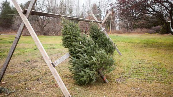 A Local Nursery: Shelburne Vermont | Pass the Pistil