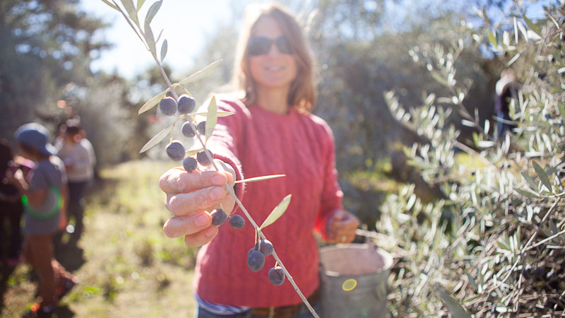 Grow What You Love: Napa Valley Olive Harvest