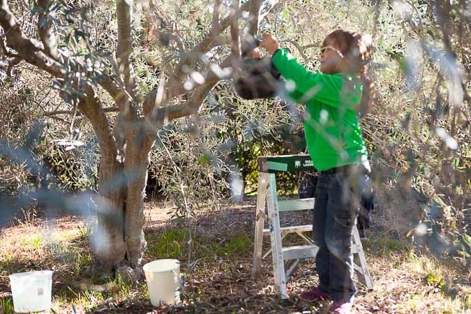 Grow What You Love: Napa Valley Olive Harvest