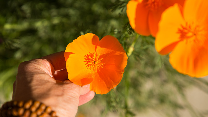 Plant Pick: California Poppies