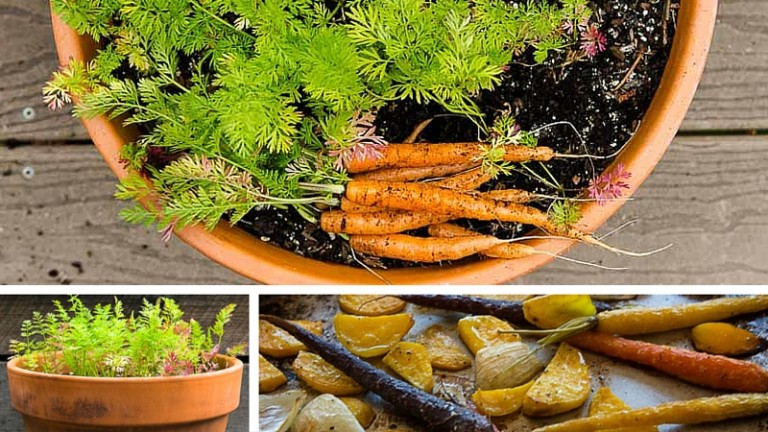 Container Garden Carrots from Seed to Plate