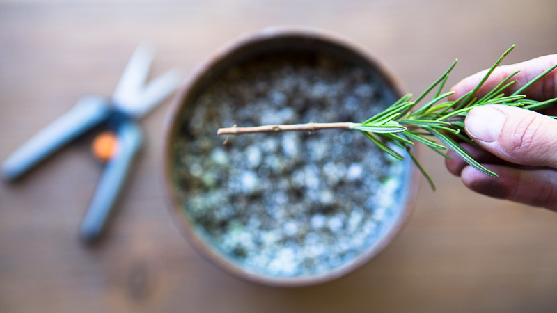 Grow Plants for Free: How to Propagate Rosemary From Cuttings