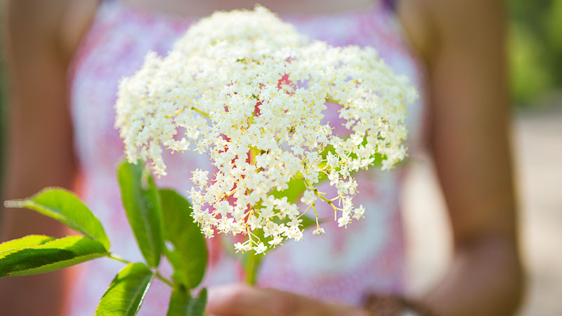 Summer Forage: How to Make Elder Flower Cordial