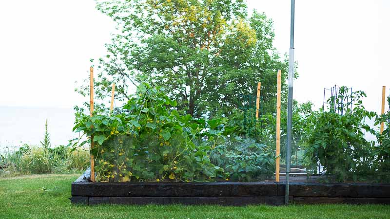 Grow What You Love: Lake Erie Summer Garden