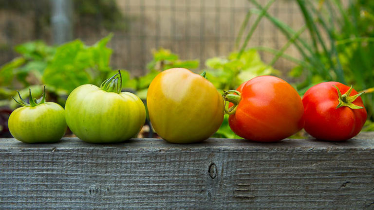 Green Tomatoes or Bust: How to Ripen & When to Eat