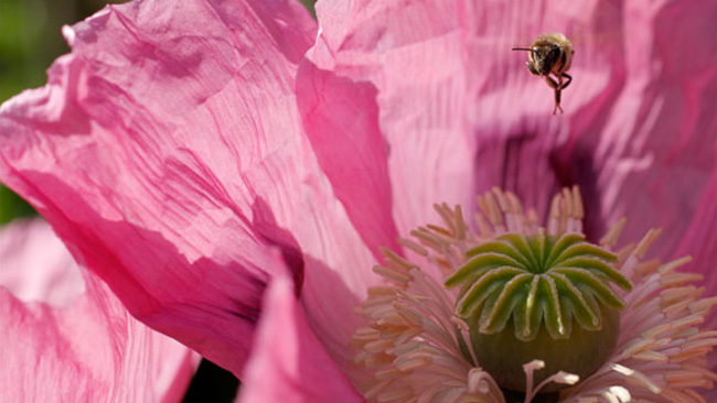 Make Your Own Bee Friendly Garden in 5 Easy Steps