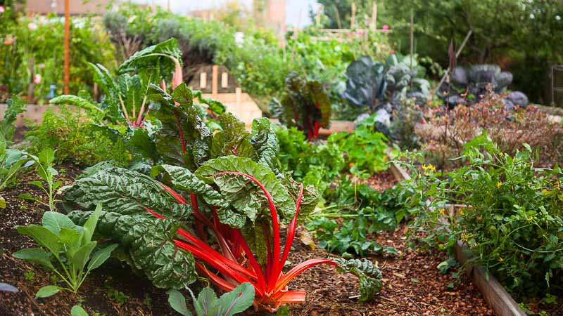 What to Plant: How to Grow Chard