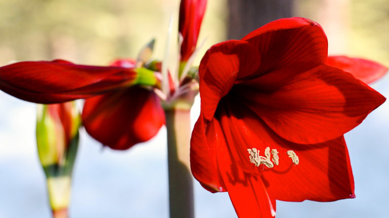 How to Care For Amaryllis So It Blooms Again