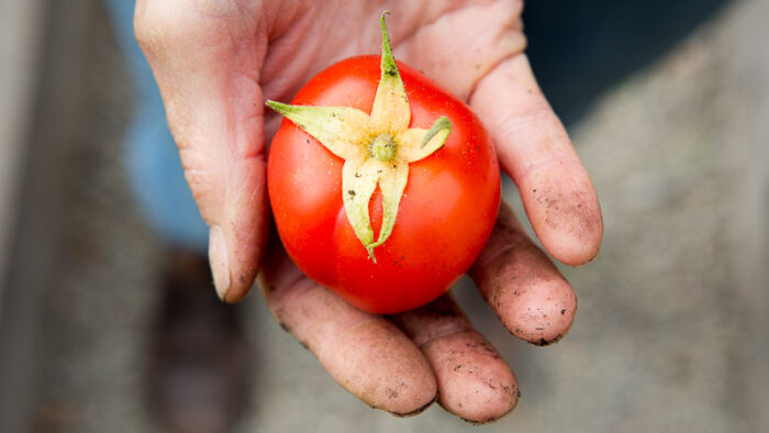 The Best Tomato Varieties - Pass the Pistil