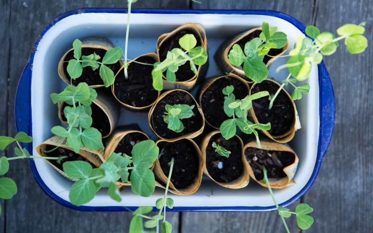 How to Make Paper Pots for Planting Seeds