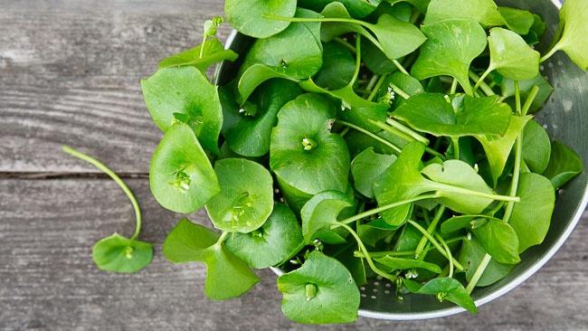 How to Grow & Forage: Miner’s Lettuce