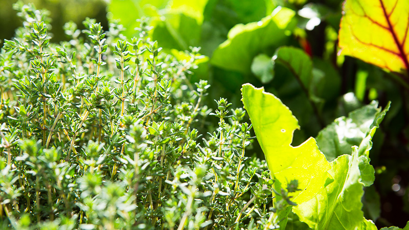 10 Best Kitchen Garden Herbs
