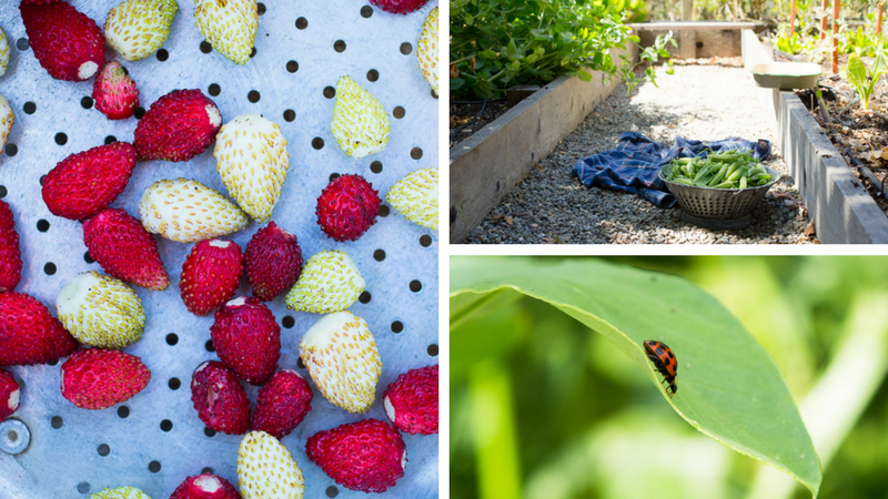 What’s Growing Now: Alpine Strawberries, Sweet Treat Tomatoes & Ladybugs