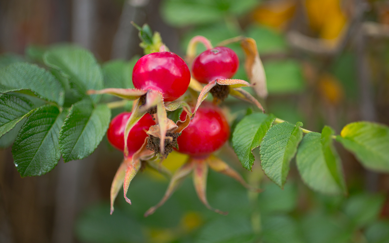 Rose Hip Jelly from Wild or Garden Roses (Low Sugar)