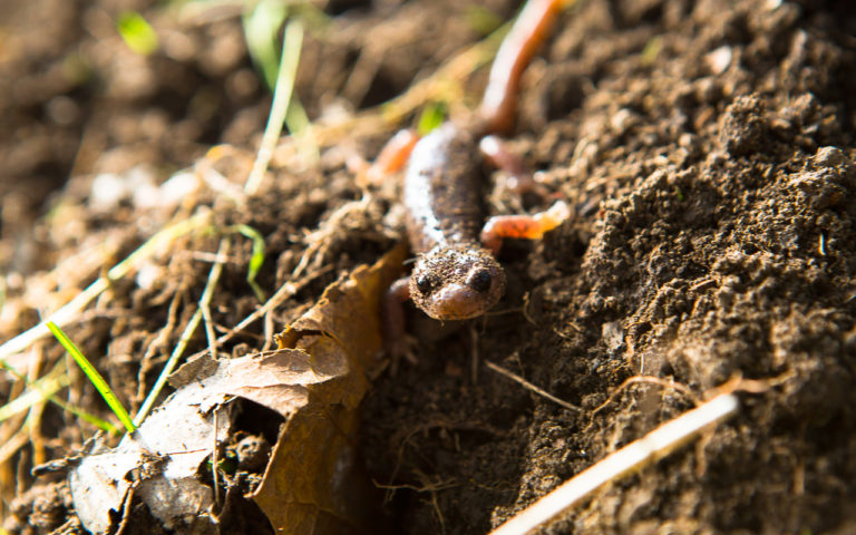 The Best Soil For Your Garden (And You)