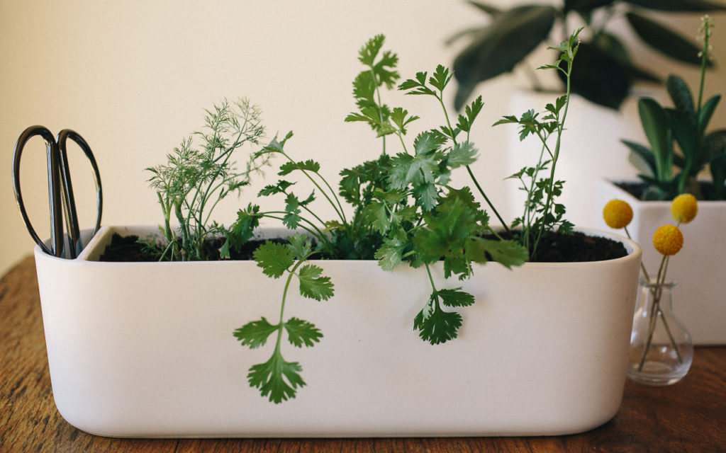 Easiest Herbs To Grow Indoors, Diy Indoor Herb Garden With Grow Light