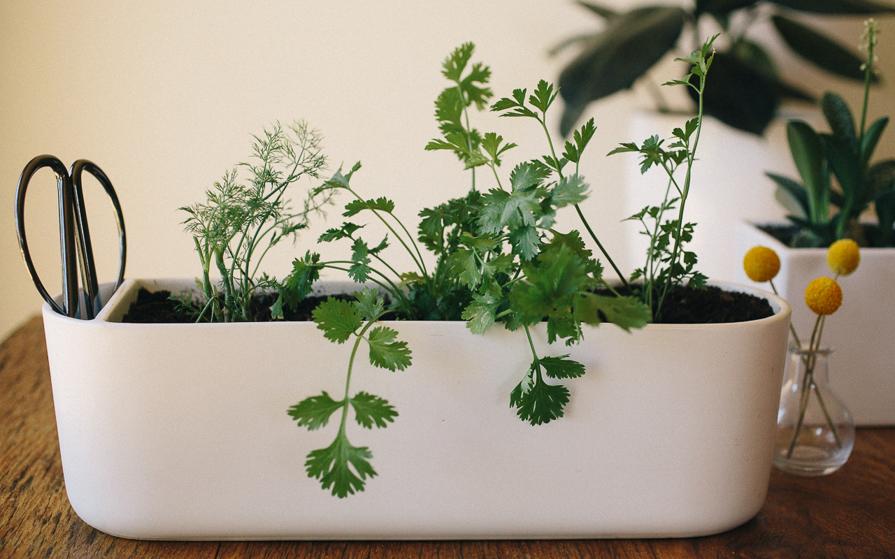What to Plant Easiest Herbs to Grow Indoors   Pass the Pistil