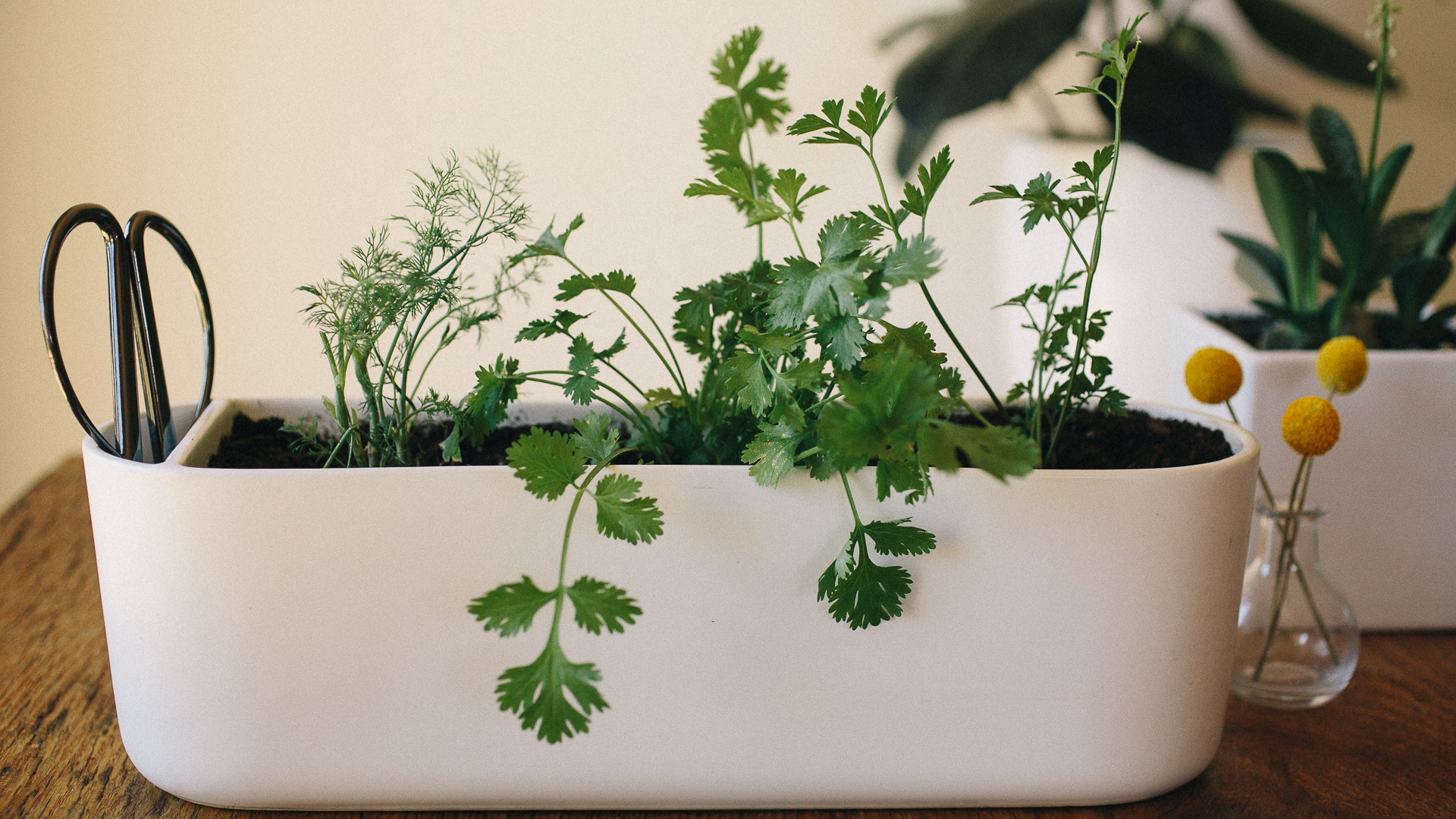 How to harvest indoor herb plants
