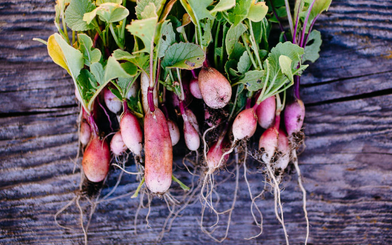 From Seed to Plate: Radishes for Every Garden